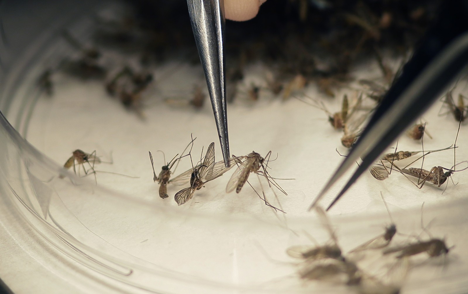 Chikungunya foi a doença transmitida pelo Aedes que mais matou em 2017 no país